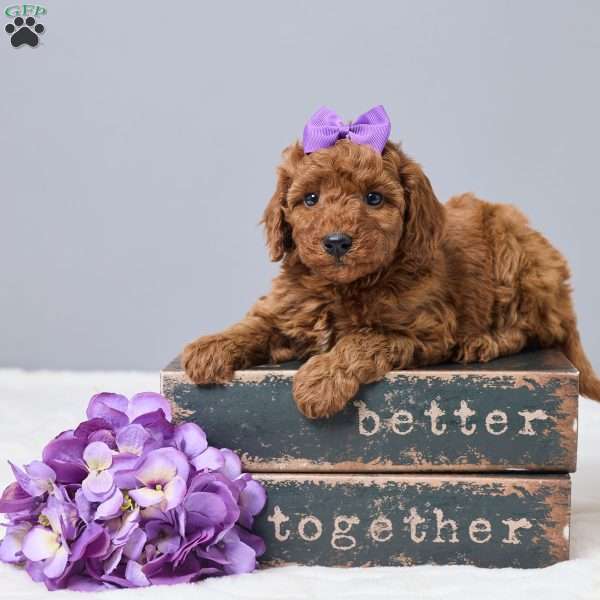 Cierra, Miniature Poodle Puppy
